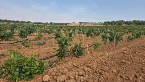 Ibervitis: la apuesta ibérica por viñedos policlonales frente al cambio climático