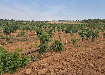 Ibervitis