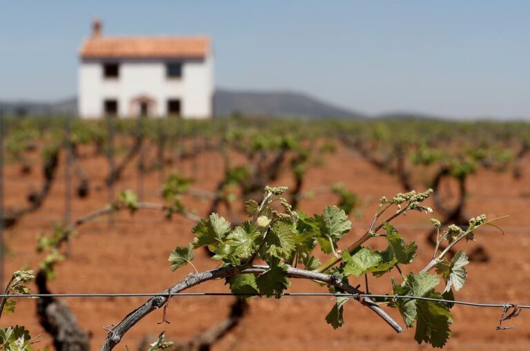 España enfrenta un exceso de vino: la reactivación de viñedos toma protagonismo 29 JFGLOTZDRBHL3GJK7XL7GIOPM4