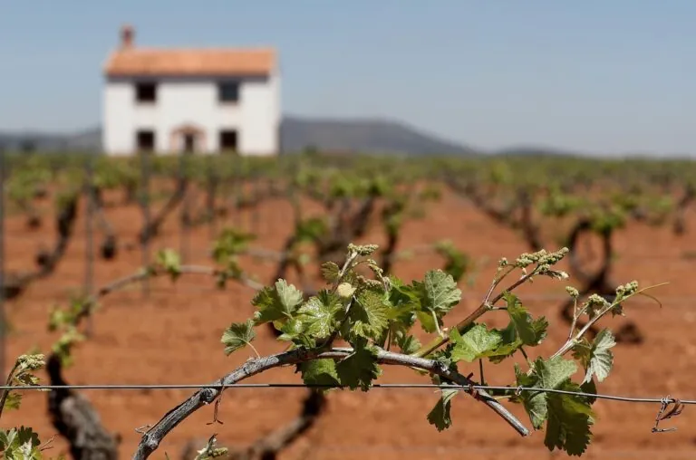 España enfrenta un exceso de vino: la reactivación de viñedos toma protagonismo