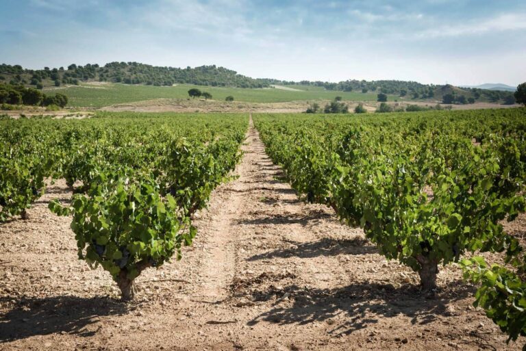 Jumilla acogerá a 15 educadores de la prestigiosa WSET en junio 21 Jumilla acogera a 15 educadores de la prestigiosa WSET en