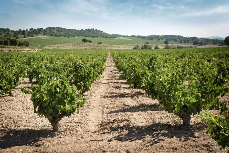 Jumilla acogerá a 15 educadores de la prestigiosa WSET en junio