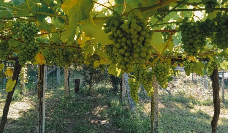 La D.O. Rías Baixas añade la uva Ratiño Galega para nuevos vinos 42 La DO Rias Baixas anade la uva Ratino Galega para