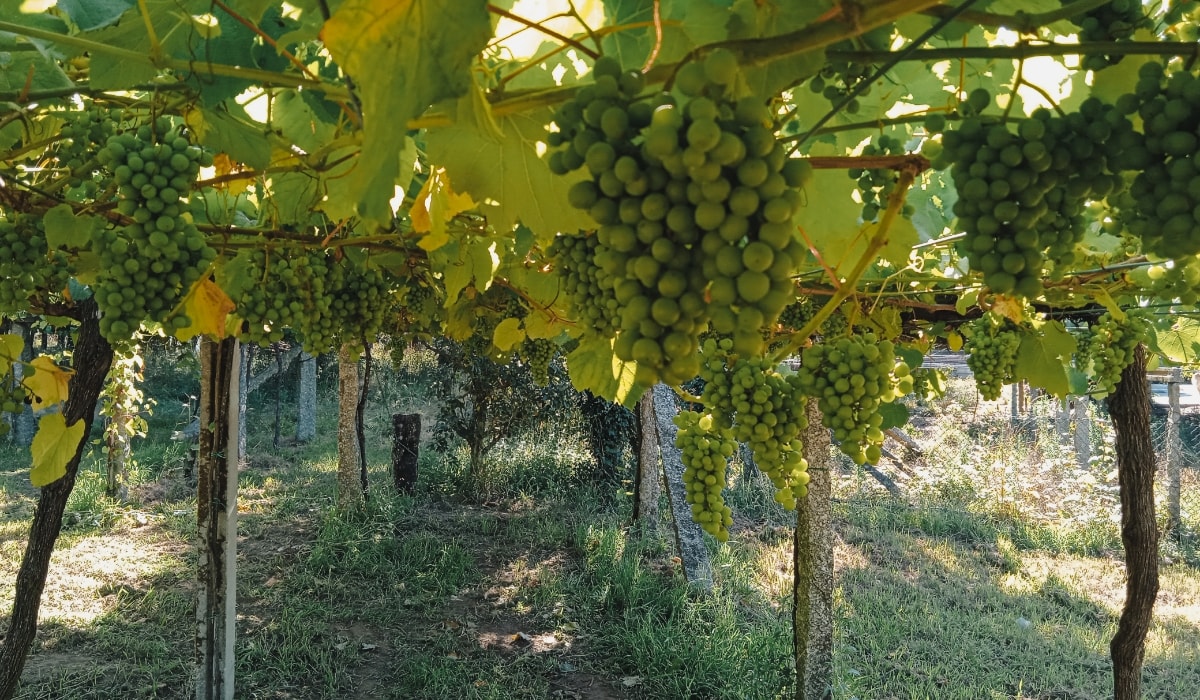 La D.O. Rías Baixas añade la uva Ratiño Galega para nuevos vinos 1 La DO Rias Baixas anade la uva Ratino Galega para