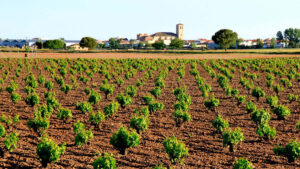 La Ruta del Vino de La Mancha