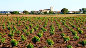 La Ruta del Vino de La Mancha