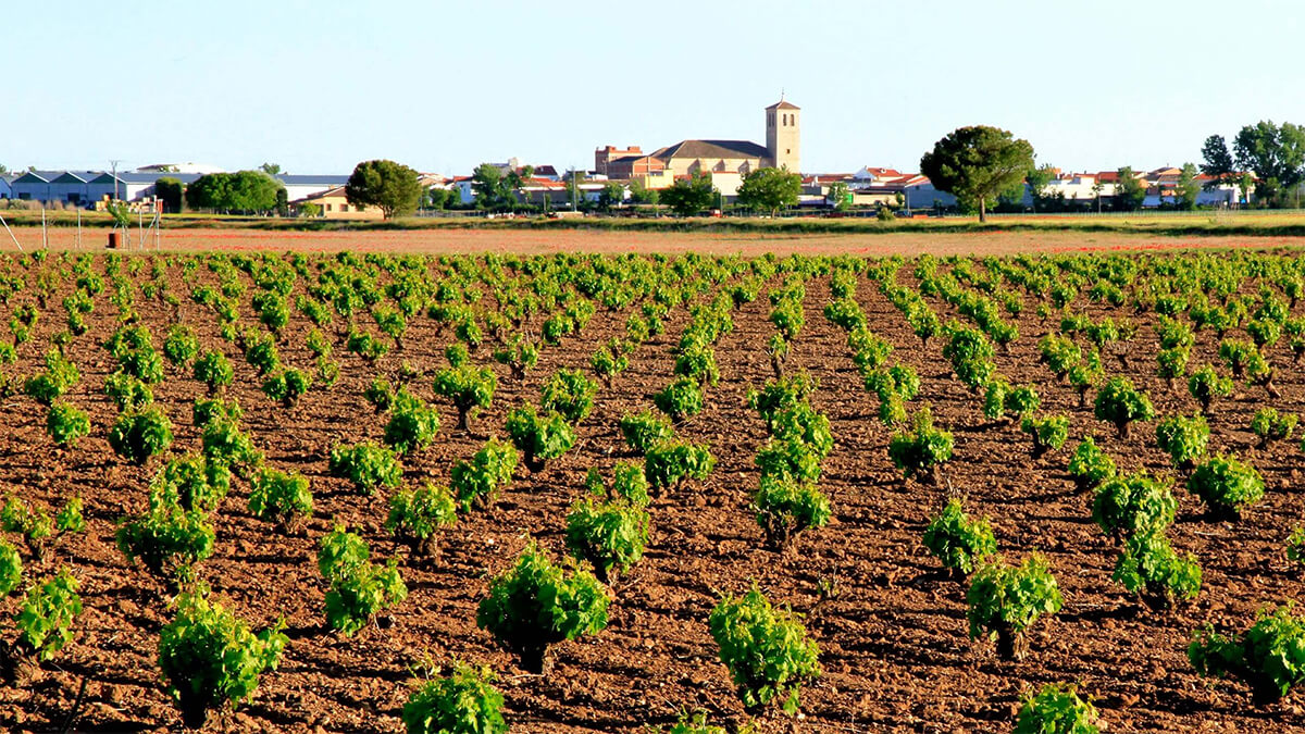 ¿Cuáles son los componentes del vino? 1 La Ruta del Vino de La Mancha