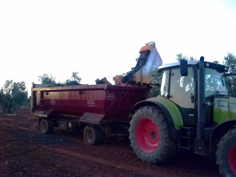 La cosecha de uva en Tierra de Barros calificada como excelente por agricultores 24 La cosecha de uva en Tierra de Barros calificada como