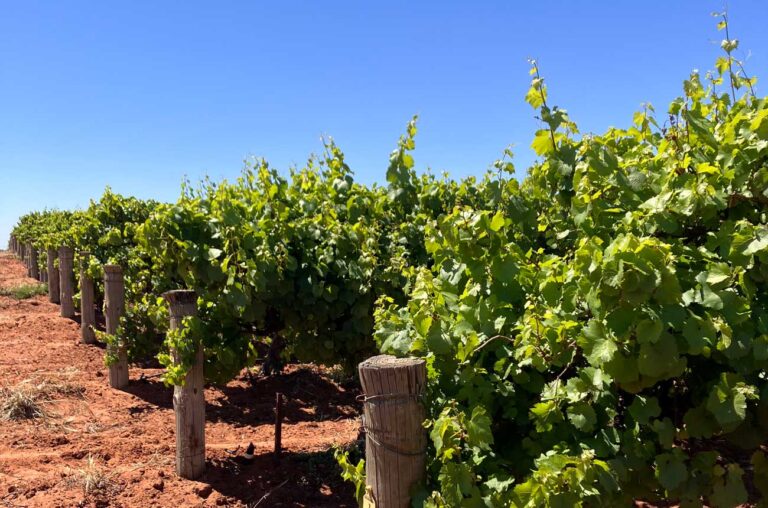 La evolución del vino australiano: del tamaño a la sostenibilidad y terroir 26 La evolucion del vino australiano del tamano a la sostenibilidad