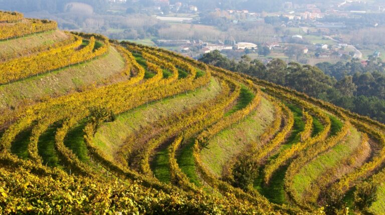 Los secretos de la parra en la DO Rias Baixas