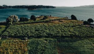 Arrasan en la Barcelona Wine Week: los vinos de Rías Baixas dejan en shock a los expertos 7 Los vinos atlanticos de Rias Baixas brillan en la Barcelona