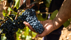 El excepcional millésime 2022 en Francia: un año para recordar en el mundo vitivinícola 6 Los vinos de 2022 en Francia destacan por su calidad