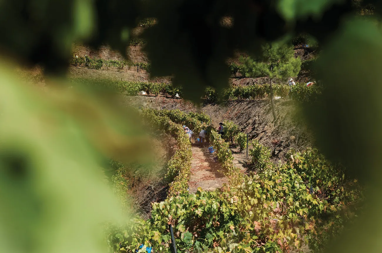Los vinos de Oporto 2022 deslumbran a pesar del calor extremo en Portugal 1 Los vinos de Oporto 2022 deslumbran a pesar del calor extremo en Portugal