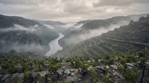 Lugo vino