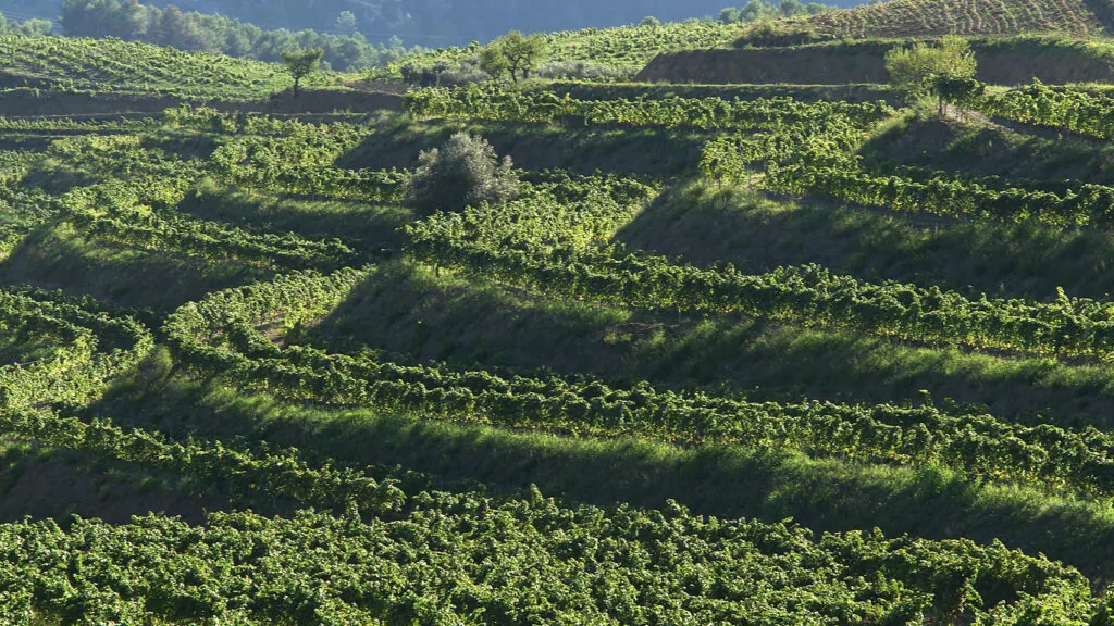 Mas d’en Gil, la histórica bodega del Priorat que aspira a jugar en la Champions del vino 3 MAS den GIL Valle de LA COMA
