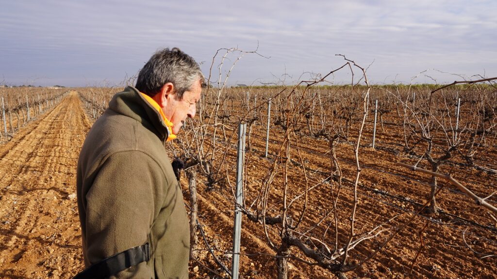 Los viticultores de La Mancha se enfrentan al reto más importante del año: la poda 2 Miguel Luis Casero vocal y agricultor observa el vinedo en espaldera