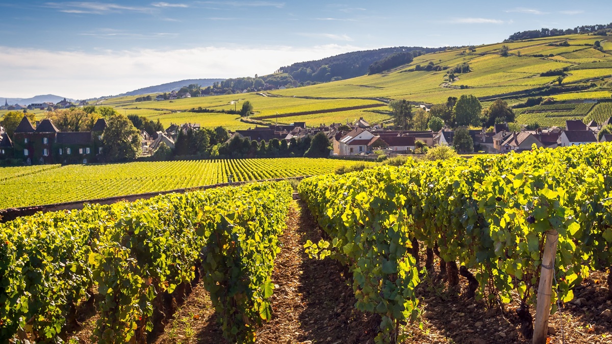 Nace Belema, el nuevo proyecto vitivinícola que revitaliza la Savoie 1 Nace Belema el nuevo proyecto vitivinicola que revitaliza la Savoie