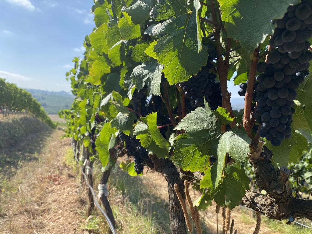 Nace la asociación de vinos orgánicos en Sudáfrica para impulsar el sector 1 Nace la asociacion de vinos organicos en Sudafrica para impulsar