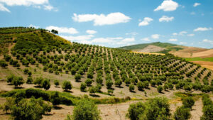 El aceite español supera las 321.000 toneladas y podría cerrar en 1,2 millones tras las pérdidas por temporales 13 Olivar Espanol