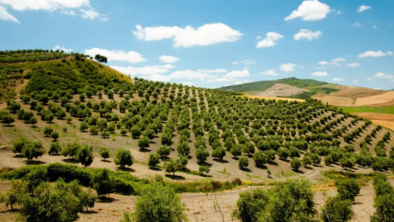 El aceite español supera las 321.000 toneladas y podría cerrar en 1,2 millones tras las pérdidas por temporales