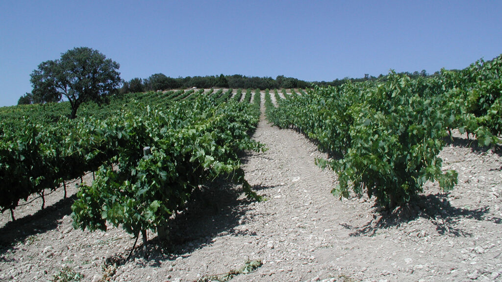 Pagos de Mogar: la pequeña bodega de Valbuena de Duero que arrasa con medallas de oro 5 BODEGAS PAGOS DE MOGAR S.L.