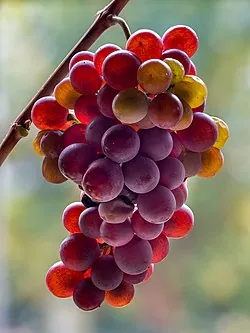Uva Pinot Gris: Características, orígenes y uso en el mundo del vino 2 Pinot Gris 1