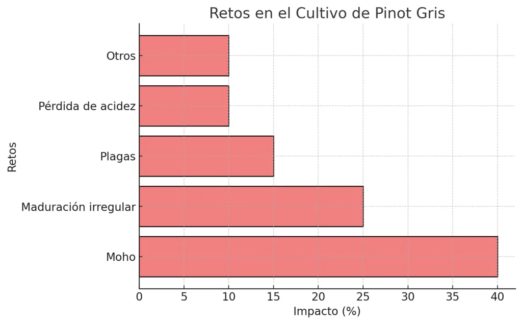 Uva Pinot Gris: Características, orígenes y uso en el mundo del vino 5 Pinot Gris 3