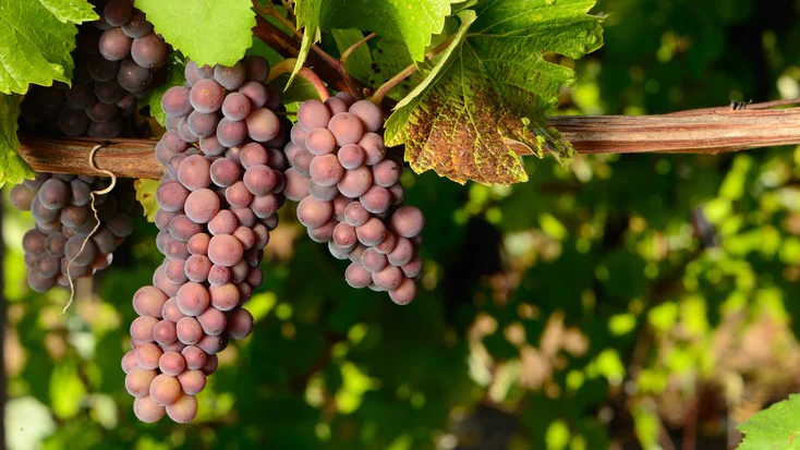 Pinot Gris