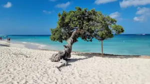 Las 10 mejores playas en Aruba que te harán olvidar el resto del Caribe: guía de experto para encontrar tu rincón de arena blanca 17 Las 10 mejores playas en Aruba que te harán olvidar el resto del Caribe: guía de experto para encontrar tu rincón de arena blanca