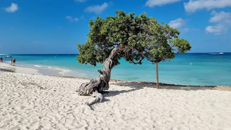 Las 10 mejores playas en Aruba que te harán olvidar el resto del Caribe: guía de experto para encontrar tu rincón de arena blanca 4 Playa de Eagle