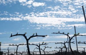 Preocupación en el sector vitivinícola por lluvias que afectan cosecha 2025 7 Preocupacion en el sector vitivinicola por lluvias que afectan cosecha