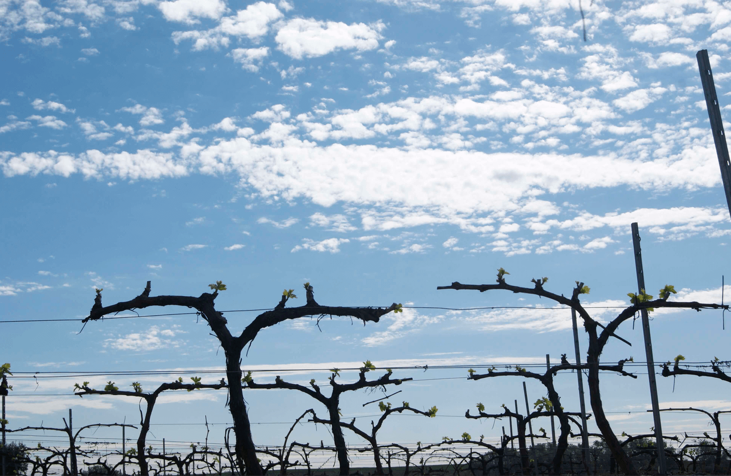 Preocupación en el sector vitivinícola por lluvias que afectan cosecha 2025 1 Preocupacion en el sector vitivinicola por lluvias que afectan cosecha
