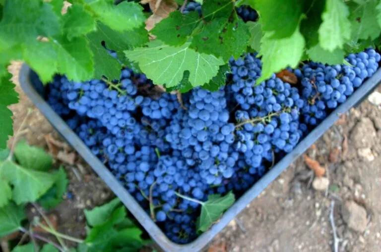 Producción de vinos de calidad en Baleares cae un 22 por ciento en 2024