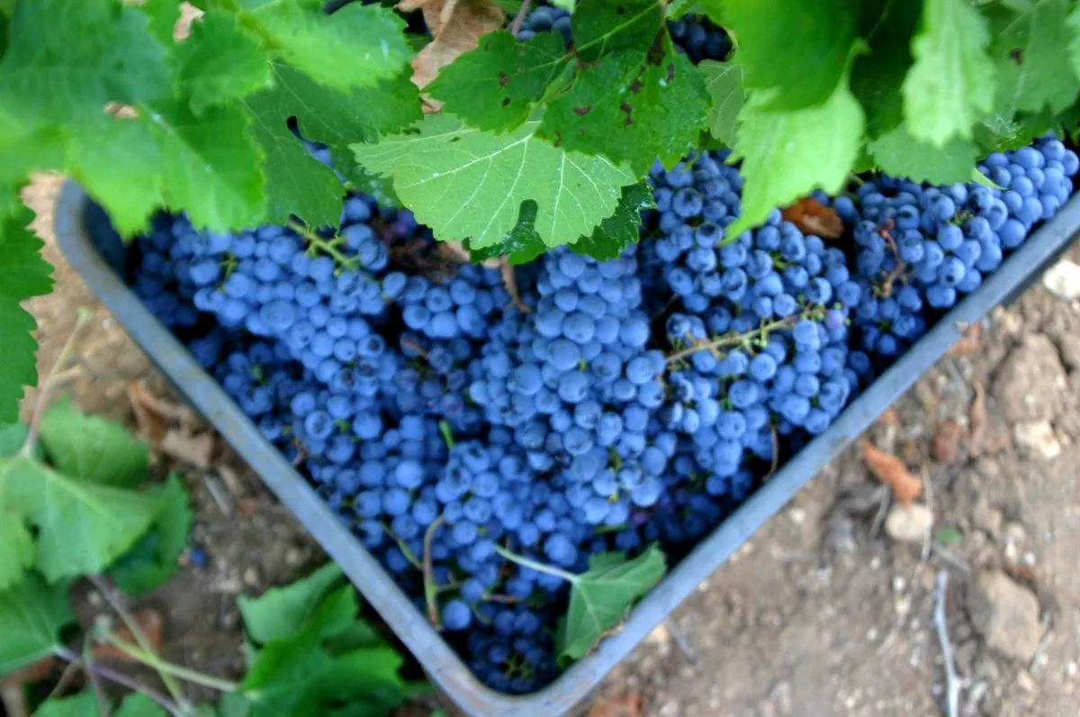 Producción de vinos de calidad en Baleares cae un 22 por ciento en 2024 1 Producción de vinos de calidad en Baleares cae un 22 por ciento en 2024