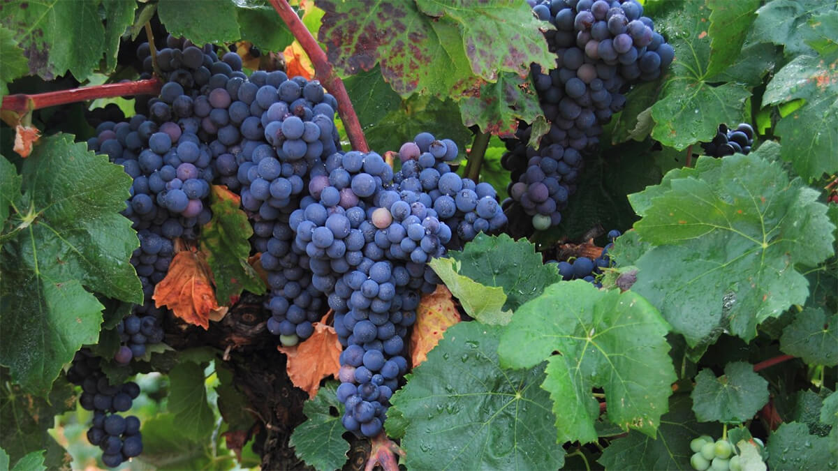 Francia reabre la ayuda de 40 millones para la destilación de vino porque los productores no agotaron el presupuesto 1 Que es la uva Bobal