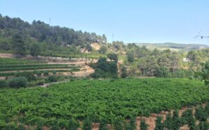 Regreso al Priorat Cellers Sant Rafel revive la tradicion vitivinicola