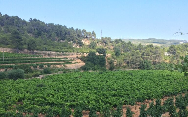 Regreso al Priorat: Cellers Sant Rafel revive la tradición vitivinícola familiar 33 Regreso al Priorat Cellers Sant Rafel revive la tradicion vitivinicola