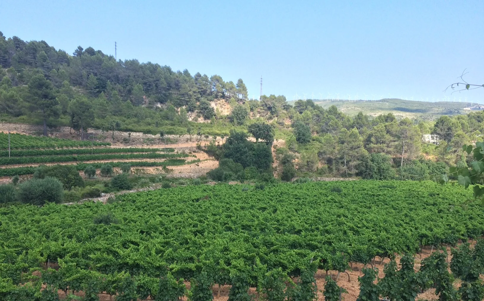 Regreso al Priorat: Cellers Sant Rafel revive la tradición vitivinícola familiar