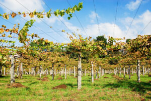 Denominación de Origen Rías Baixas