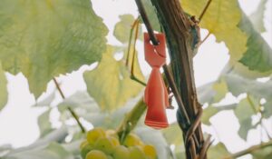 Rías Baixas lucha contra la polilla del racimo con técnicas sostenibles 7 Rias Baixas lucha contra la polilla del racimo con tecnicas