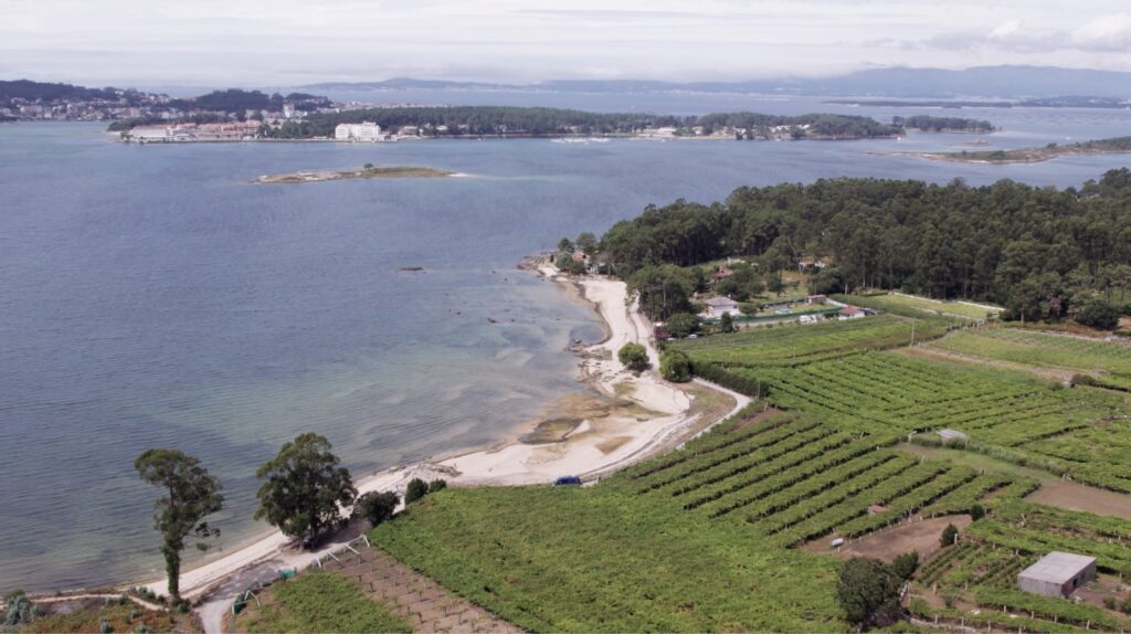 Así está evolucionando el precio del vino Rías Baixas en el mercado internacional 1 Rias Baixas vanguardia en la recuperacion de variedades autoctonas del