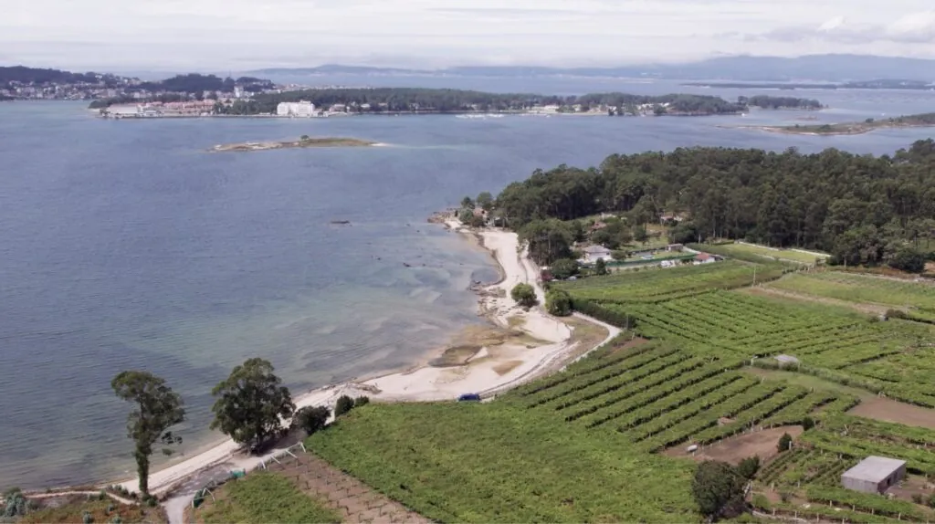 Rías Baixas, vanguardia en la recuperación de variedades autóctonas del vino