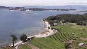 Así está evolucionando el precio del vino Rías Baixas en el mercado internacional 10 Rias Baixas vanguardia en la recuperacion de variedades autoctonas del