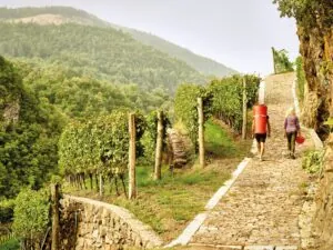 Riesling de Cembra: vino de altura que redefine la viticultura alpina
