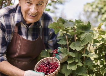 Fresh currants have a lot of vitamins