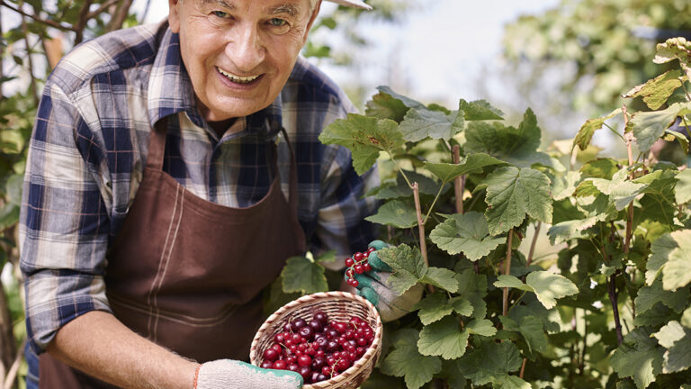 Sant Sadurni dAnoia Artes Sitges y Perelada celebran el fin de la vendimia