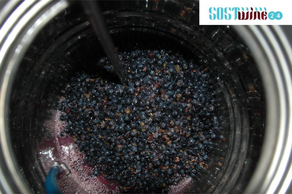SOSTWINE24, el avance tecnológico que convierte la fermentación en un proceso más seguro, eficiente y sostenible 2 Sostwine24