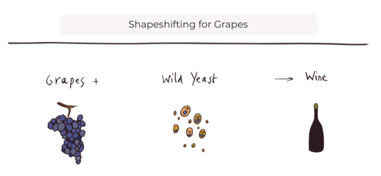 Therianthropy Wines, proyecto garagista canadiense que transforma la naturaleza en vino orgánico 34 Therianthropy Wines proyecto garagista canadiense que transforma la naturaleza en