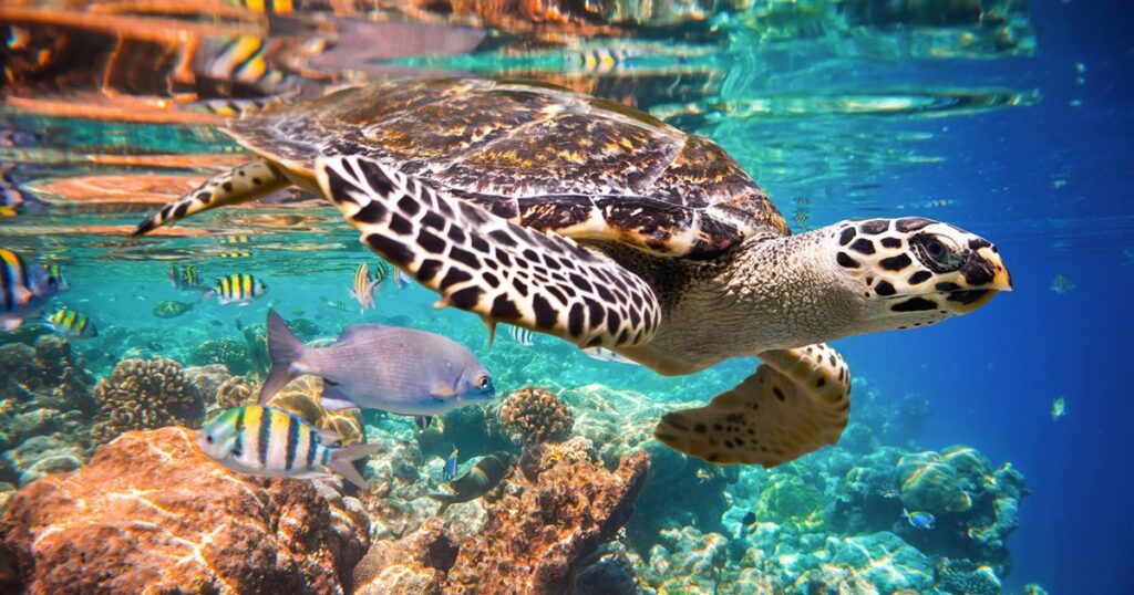 Tortuga carey