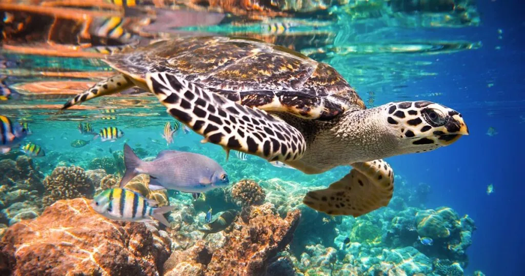 Tortuga carey